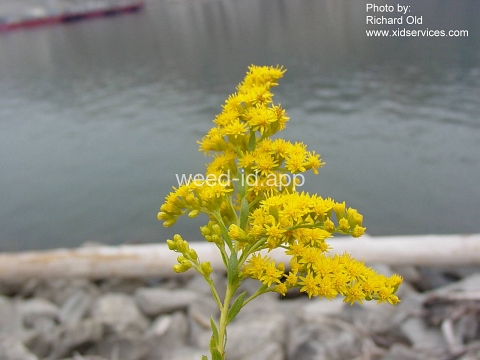 goldenrod, Canada